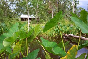 Quiet, secluded cabin surrounded by natureEnjoy the local flora and fauna right out your front door