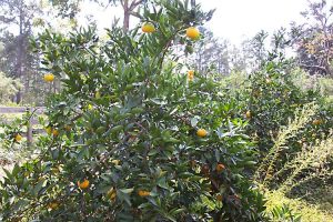 Visit the orchard for fresh satsumas, pears, mayhaw berries and more Satsumas are among the fruits available