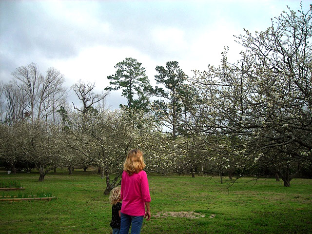 Mayhaw orchard that surrounds the cabin shown in full bloom
